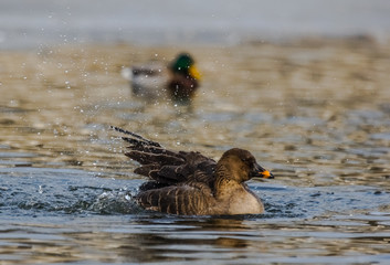 Greylag Goose (Anser Anser).