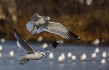 Common Gull (Larus Canus) in flight.