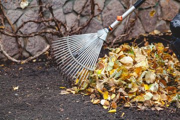 rolling rakes collect fallen leaves in big pile