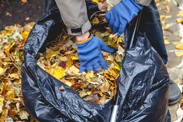 Hands lay fallen leaves in large bag