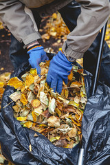 Hands lay fallen leaves in large bag
