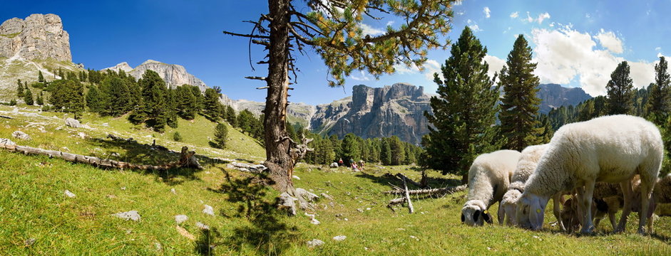 Schafherde im Puez Geisler Nationalpark
