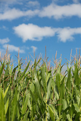 Side view of young green Corn or Maize plants with a blue sky with white clouds above.