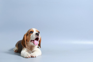 1 month pure breed beagle Puppy on gray screen