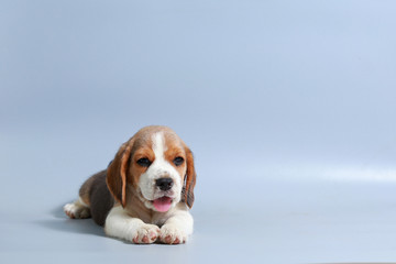1 month pure breed beagle Puppy on gray screen