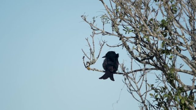 a blackbird on a tree then flying away