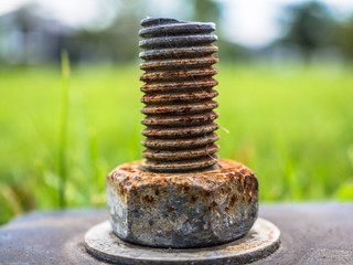 Rusted stud and bolt in the green grass garden.