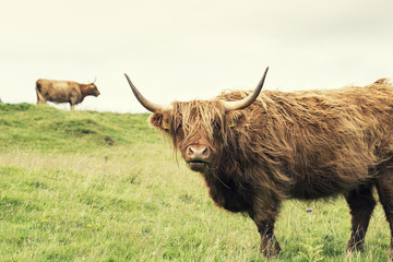 Scottish cow in green grass