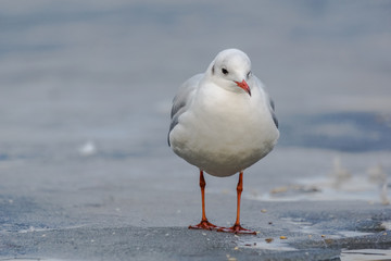 Black-headed Gull (Chroicocephalus Ridibundus).