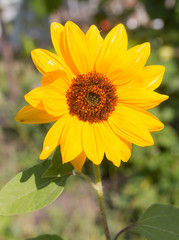 flower of sunflower
