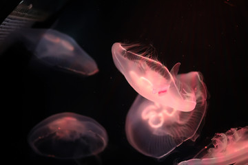 Multicolored jellyfish swim under water