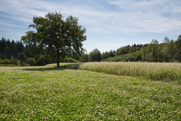 A field of flowering White Clover (Trifolium repens) next to a field of Buckwheat (Fagopyrum esculentum) in the afternoon sunlight, with trees in the back. Two natural fertilizers next to each other.