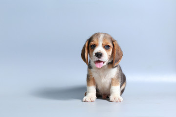 1 month pure breed beagle Puppy on gray screen