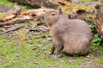 Naklejka na ściany i meble Capybara (Hydrochoerus hydrochaeris), the largest rodent in the world