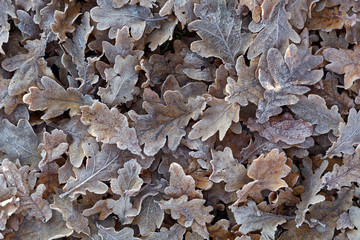Old leaves with hoar frost