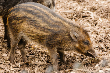 Visayan warty pig (Sus cebifrons)