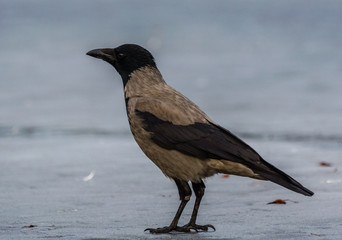 Hooded Crow (Corvus corone)