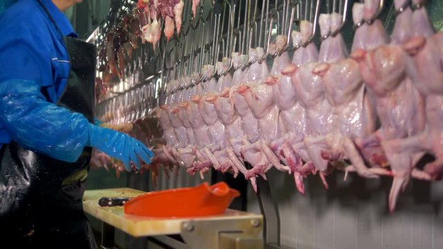 A worker manually checks chicken carcasses for giblets at a poultry production line. 4K.