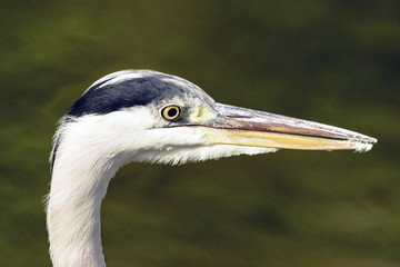 Wild heron on hunt / United Kingdom