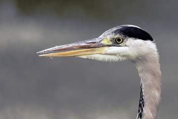 Wild heron on hunt / United Kingdom