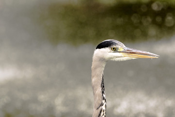 Wild heron on hunt / United Kingdom