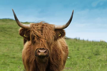 Photo sur Plexiglas Highlander écossais Vache écossaise dans l& 39 herbe verte