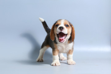 1 month pure breed beagle Puppy on gray screen