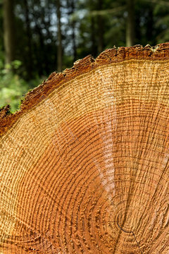 Abstract cross section of large cut Pine tree - Pinus - showing the growth rings and bark.