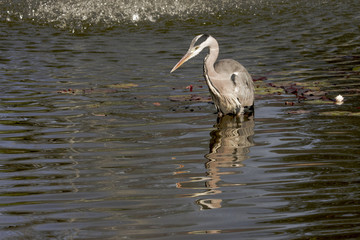 Fototapeta premium Wild heron on hunt / United Kingdom