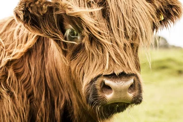 Stickers pour porte Highlander écossais Visage de vache écossais