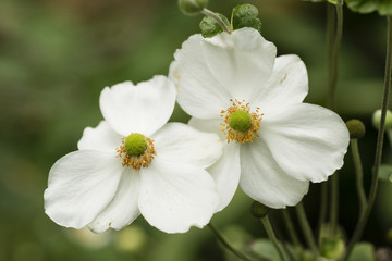 White flowers of autumnal ranunculus.