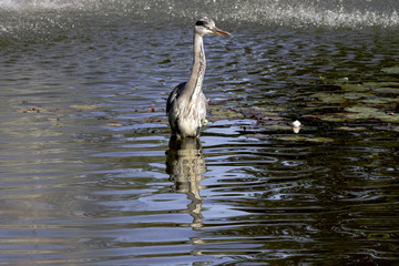 Wild heron on hunt / United Kingdom