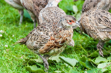 6 week old pheasant chicks at a game bird farm