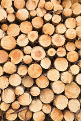 Wide-angle abstract view on stacked or piled tree trunks.