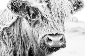 Papier Peint photo Highlander écossais Visage de vache écossais