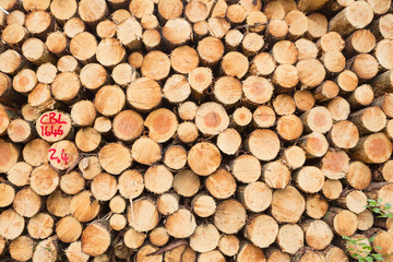 Wide-angle abstract view on stacked or piled tree trunks.