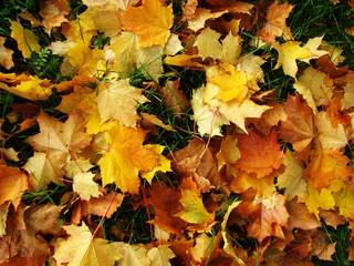 Желтое на зеленом.