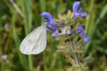 butterfly on flower  farfalla su fiore 