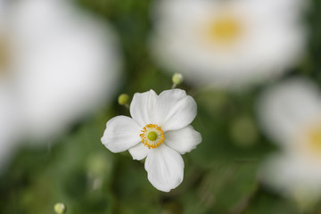 White flowers of autumnal ranunculus.