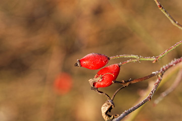 Rose hip with hoar frost.