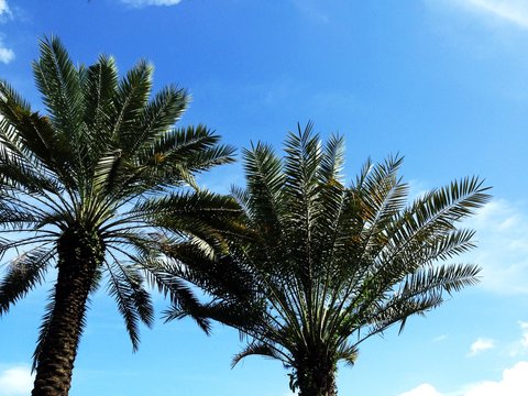 Palm trees against blue sky and clouds