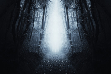 surreal forest scene, path through dark symmetrical woods landscape