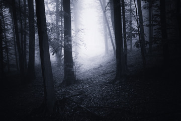 dark scary forest path, halloween background