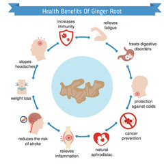 Foods infographics. Ginger root.