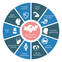 Foods infographics. Ginger root.