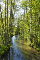 Fototapeta na wymiar small creek hafenlohr flows through the dense wild forest