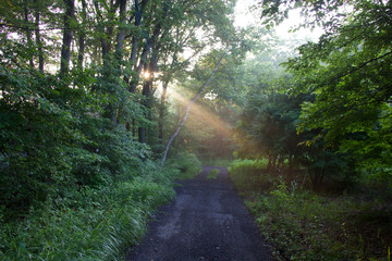 Early morning forest sun