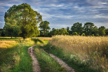 Overgrown field road in Masovia Region of Poland