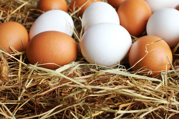 Many eggs lie on the hay.