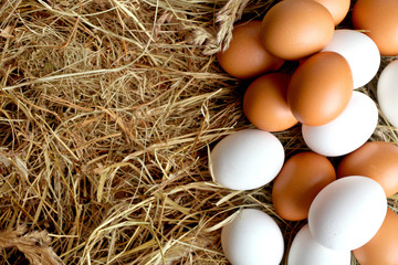 Many eggs lie on the hay.